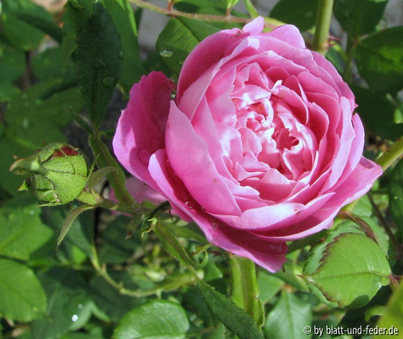 La Reine Victoria 1-2011