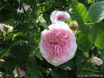 Felicité Parmentier 2-2011