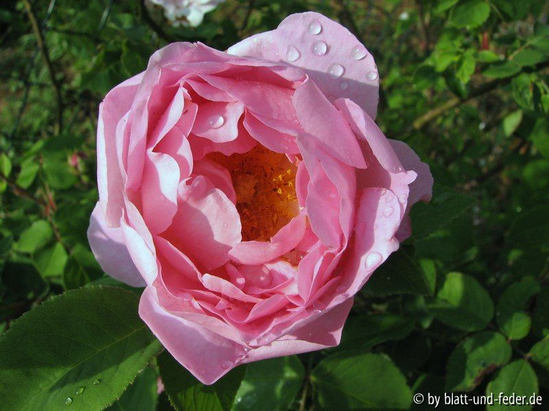 Constance Spry 1-2011