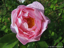 Constance Spry 1-2011