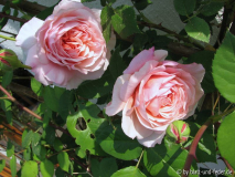 William Morris 1-2011