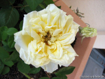 Perle des Jardins zweite 2011