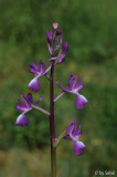 Orchis laxiflora 20110518.jpg