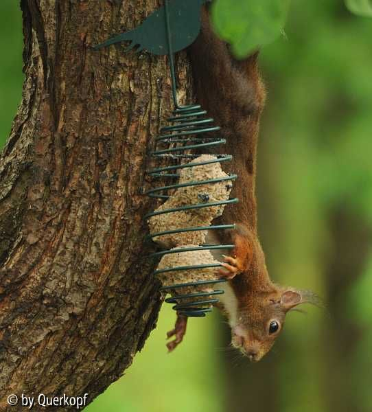 Knödelhörnchen3