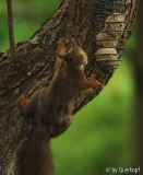 Knödelhörnchen2