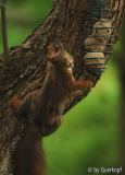 Knödelhörnchen1