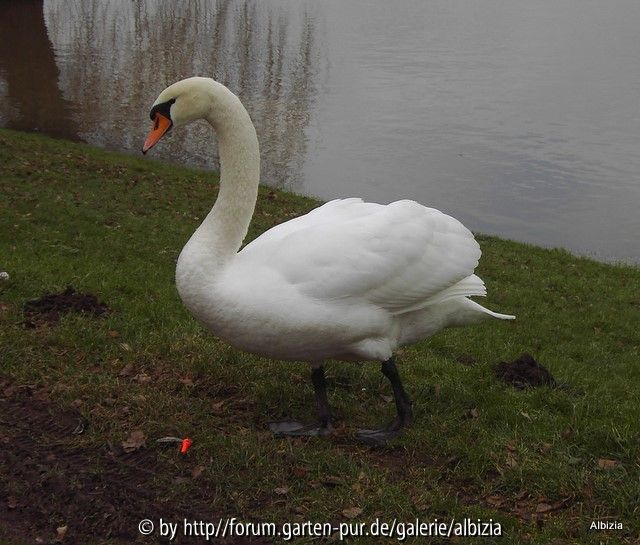 Schwan steht still