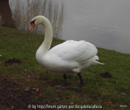 Schwan steht still