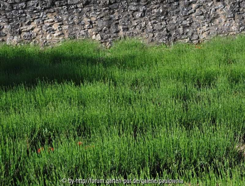 Lavendel 2
