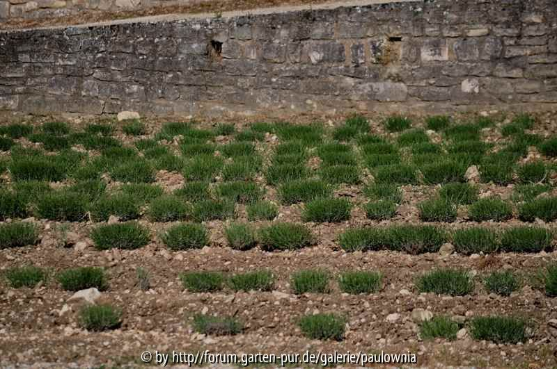 Lavendel 1