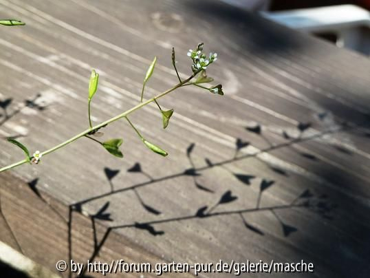 Schattenspiel