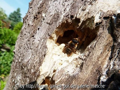 fremder Gast bei der Holzbiene