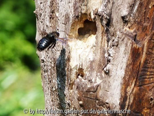 Holzbiene fliegt