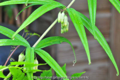 Polygonatum kingianum