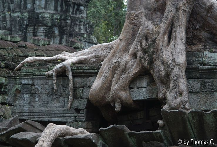 Angkor - Ta Prohm 1