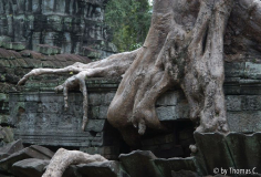 Angkor - Ta Prohm 1