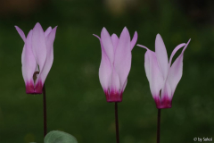 Cyclamen persicum 20110514 (1).jpg