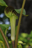 Arisaema triphyllum 20110518.jpg
