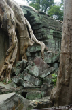 Angkor - Ta Prohm 2