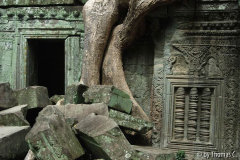 Angkor - Ta Prohm 3