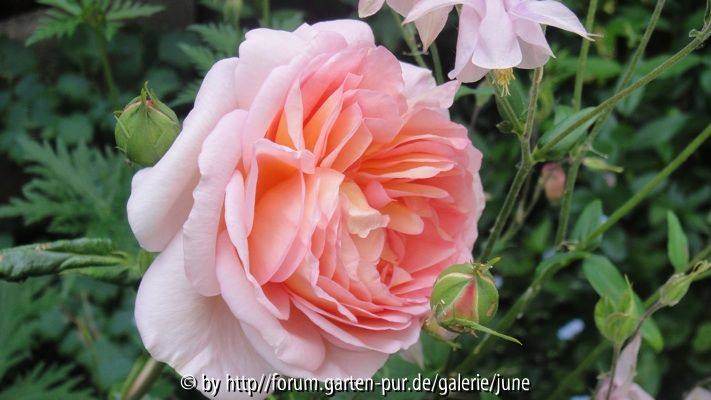 abraham darby2011
