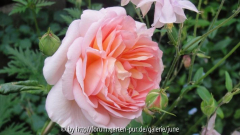 abraham darby2011