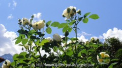 the pilgrim 2011; 07