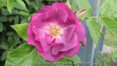 rhapsody in blue2011,01