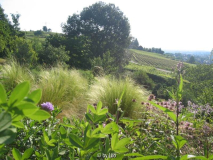 Prärie 20110522.jpg