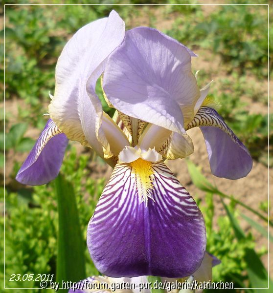 iris x squalens