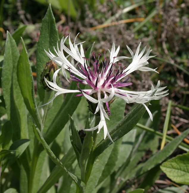 Centaurea montana 'Amethyst'