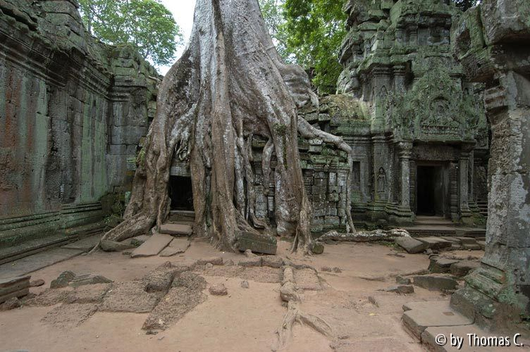 Angkor - Ta Prohm 5
