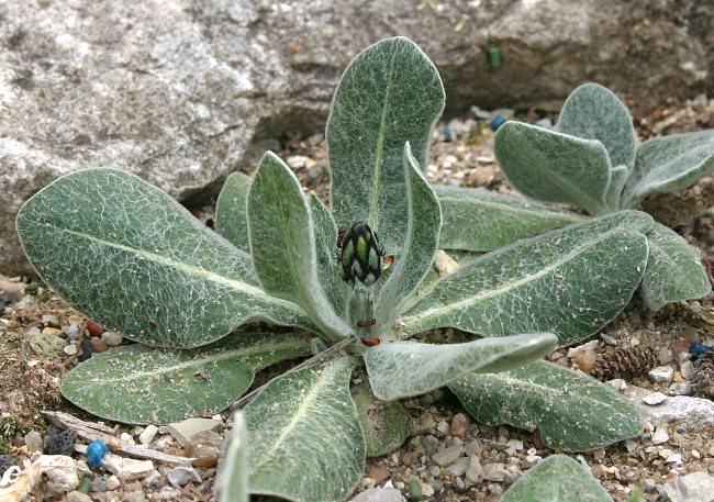 Centaurea achtarovii