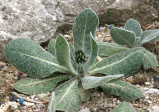 Centaurea achtarovii