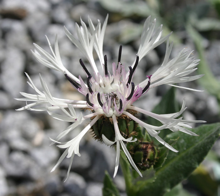 Centaurea cana