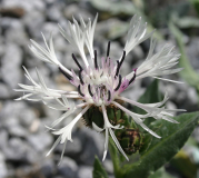 Centaurea cana