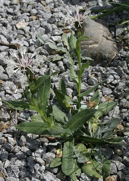 Centaurea cana