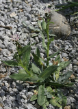 Centaurea cana