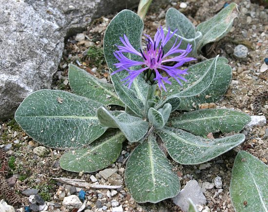 Centaurea achtarovii