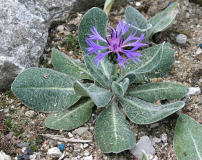 Centaurea achtarovii