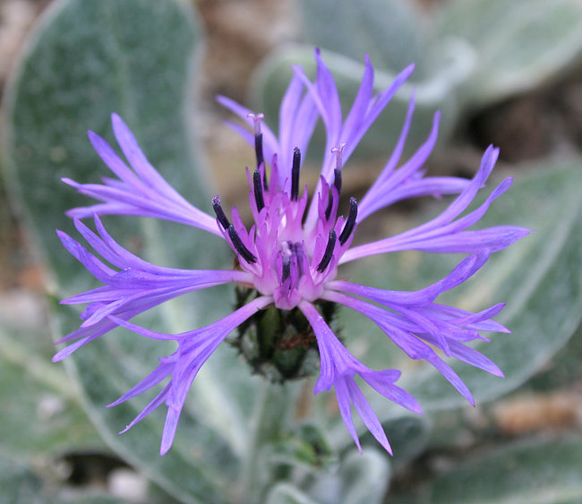 Centaurea achtarovii