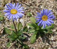 Felicia rosulata syn. Aster natalensis