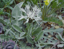 Centaurea pindicola