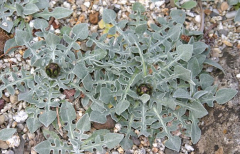Centaurea pindicola