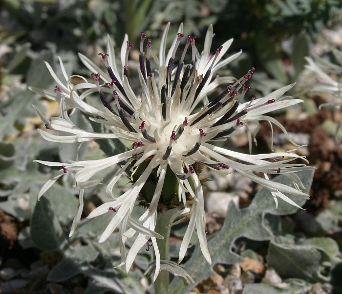 Centaurea pindicola