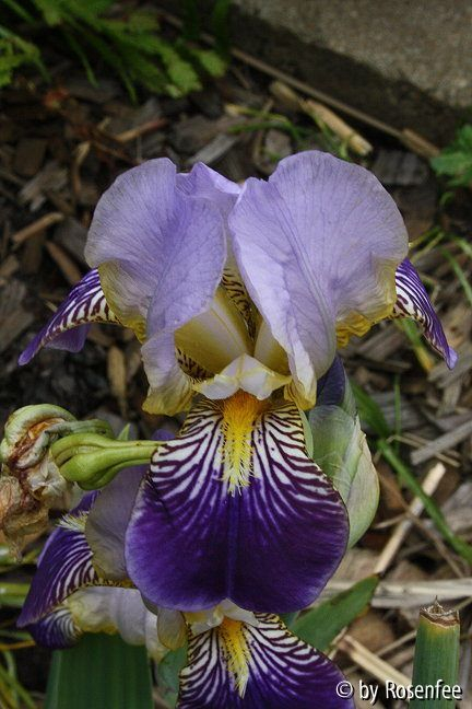 Iris Labenz