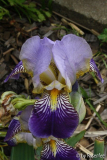 Iris Labenz