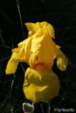 Iris in Gelb