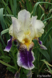 Iris Tante Wilma