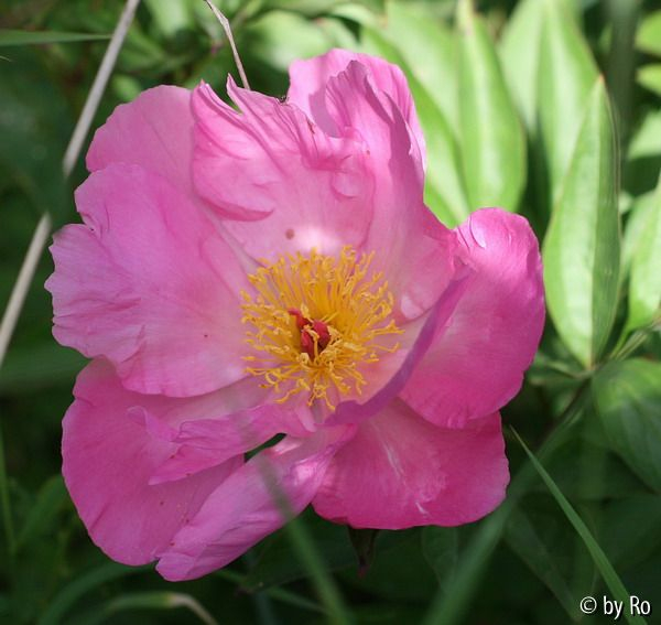 Pink Dawn